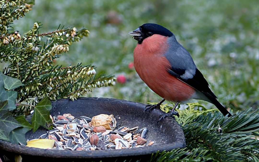 Des boules de graisse pour les oiseaux du jardin