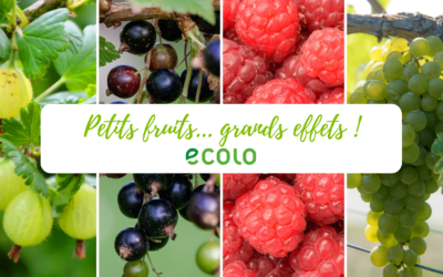 2018 – Petits fruits